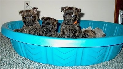 Three puppies are jumping up against the edge of a small blue plastic pool and One puppy is laying behind them