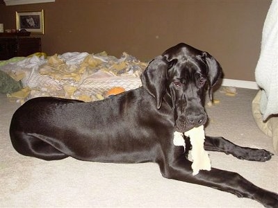 Foose the Great Dane is laying on a carpeted floor with a piece of foam in his mouth. Behind him is a mattress covered in ripped foam pieces