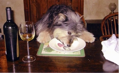 Sensi the Wheaten Mix is standing on a chair and eating ice cream off of a plate on a table. There is a glass of white wine next to her and a wine bottle