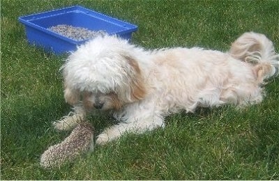 Desie the Cavanese laying outside in grass and looking face to face at Cooper the hedgehog who is in front of him with a blue cage bottom behind them