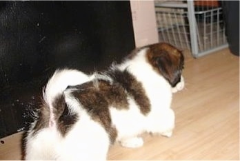 Charlie the Cavapom puppy is walking away from the camera holder towards a black leather couch