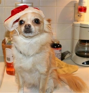 Chico the Chihuahua is sitting on a countertop. Chico has on a Santa Hat that has a beard attached to it and in the background is a coffee maker, a container of fish oil and liquid soap