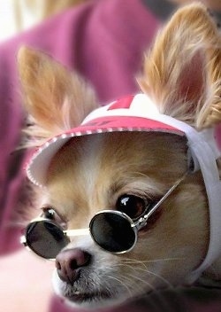 Dressed up chihuahua pictures