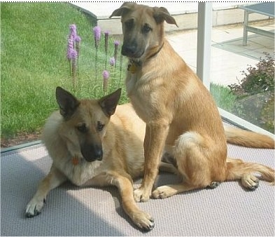Hurricane Kodiac Bear The Chinook and Rivertrail Oz the Chinook Puppy are sitting and laying in a sun room with tall stick like purple flowers outside the window behind them.