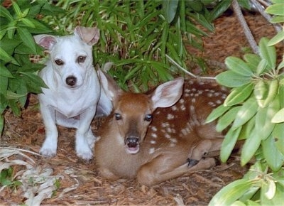 Bailey the Chiweenie is sitting next to a young white-tail deer with spots on its back hiding in lots of leaves