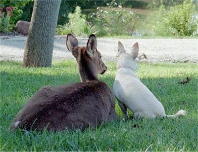 Bailey the Chiweenite and A Young White-tail deer are sitting in a lawn