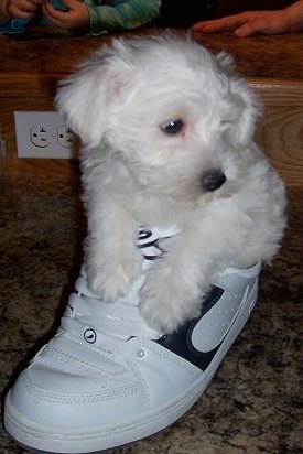 Jalen the white Chonzer Puppy is sitting inside of a sneaker and looking to the right