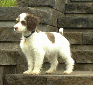 Basil the white and brown Cockapoo is standing on a stone step