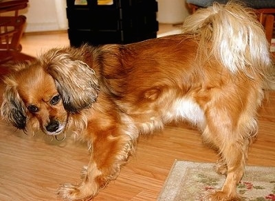 April the brown and tan Cockeranian is standing with her back end on a rug and her front end on a hardwood floor and looking down and to the left of her body.