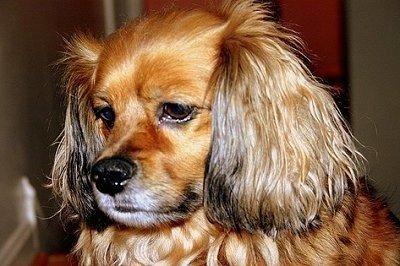 Close Up head shot - April the adult brown blak and tan Cockeranian is sitting near a staircase