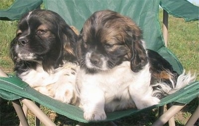 Two small, white with black and tan Cockinese puppies are sitting and laying outside in a green lawn chair.