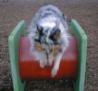 Faith the blue merle Rough Collie is jumping over a red and green obstacle in a park
