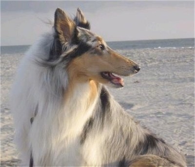 Faith the blue merle Rough Collie is sitting outside in sand and looking to the right with the ocean in the distance behind her