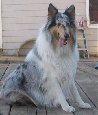 Faith the blue merle Rough Collie is sitting on a wooden deck with her mouth open and tongue out. There is a tan house with a step ladder leaning against it behind her.