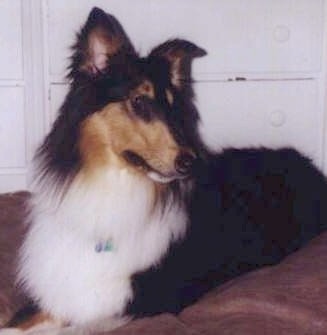 Piper the black, tan and white tricolor Rough Collie is laying on a bed in front of a white dresser