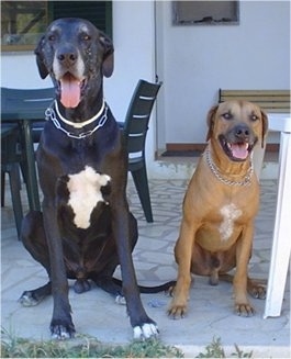 A black with white Great Dane dog and A brown with white Rhodesian Ridgeback dog are sitting on a back porch in front of black plastic tables and chairs. They look happy with their mouths open and tongues out.