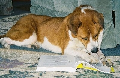 A large brown and white dog is laying next to a couch and its paws are on a book it is looking down at.