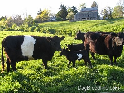 A Herd of cows are standing in a field with two calfs in the middle of them.