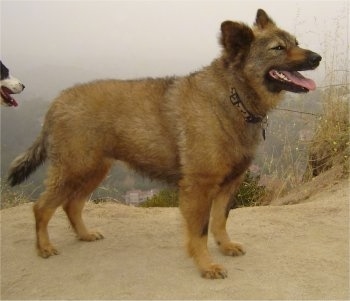 Dog Coyote