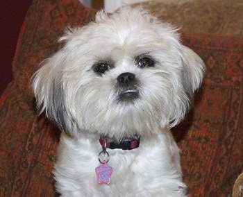 Close Up upper body shot - Kizzie the Daisy Dog is sitting in front of a copper colored pillow