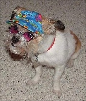 Shiloh the little white and tan terrier mix is sitting in a house and wearing hippie glasses with a coral hat