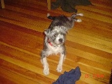 Cookie the gray and white English Boodle is laying on a hardwood floor with a blue towel in front of her.