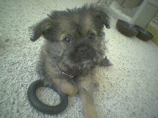 Isabel the tan with black tipped Eskifon puppy is laying on a tan carpet on top of a rubber tube toy. She is looking forward. There are two black dog dishes behind her.