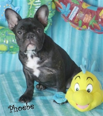 A black with white French Bulldog puppy is sitting on a teal-blue couch next to a plush doll of Flounder from Disney's The Little Mermaid. The name Phoebe is overlayed at the bottom left of the image.