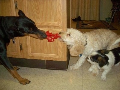 Three dogs playing - A black and tan Doberman Pinscher is having a tug of war with a white Cockapoo puppy. A Pekingese/Terrier mix puppy is standing next to the Cockapoo puppy about to bite its leg.