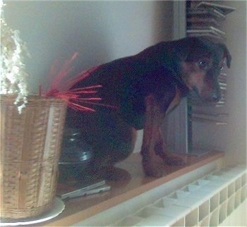 A Jagdterrier is sitting up on top of a cabinet with its head down and looking forward