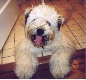 A long haired, shaggy looking, tan with white and black German Shepherd/Giant Schnauzer/Chow Chow mix is laying across a tan tiled floor with its front paws on a hardwood floor in a door entrance way. Its mouth is open and its tongue is out.