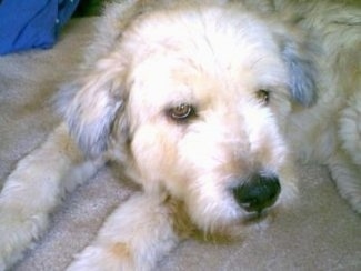 Close up front view of a head and upper body - A fluffy, tan with white and black German Shepherd/Giant Schnauzer/Chow Chow mix breed dog is laying on a tan carpet.