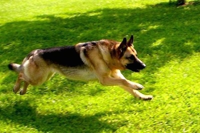 http://www.dogbreedinfo.com/images16/GermanShepherdDogChaseBall.jpg