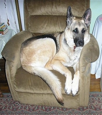 A tan with black and white German Shepherdis laying in a tan recliner chair that is too small for the huge dog.