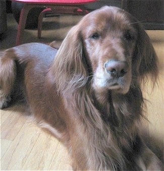 A Golden Irish dog is laying on a hardwood floor with a red chair behind it.