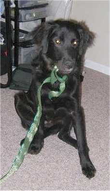A black Golden Labrador is sitting on a tan carpet with a green ribbon hanging out of its mouth. There is a back pack on the floor behind it.
