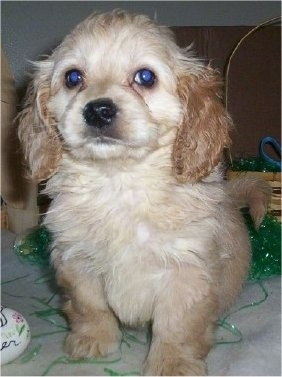 Close up front view - A tan Petite Goldendoodle puppy is sitting on a tan carpet on top of gree Easter grass next to an egg. There is a wicker basket behind the puppy. The puppy is looking forward. Its body is cream in color and its ears are a darker tan.