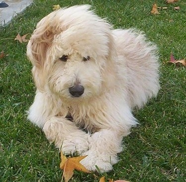 A long haired cream-colored Goldendoodle puppy is laying in grass looking down and to the right