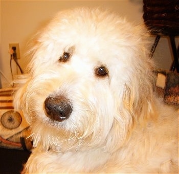 Close Up head shot - A cream colored Goldendoodles face. Its head is turned to the left