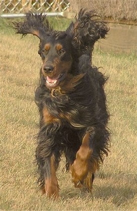 A black and tan Gordon Setter is running through a field. Its ears are flopping out and its mouth is open. There is a chain link fence behind it.