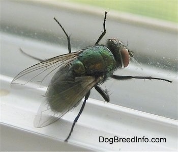 Close Up - Green Bottle Fly against a window