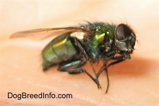 Close Up Right Profile - Green Bottle Fly