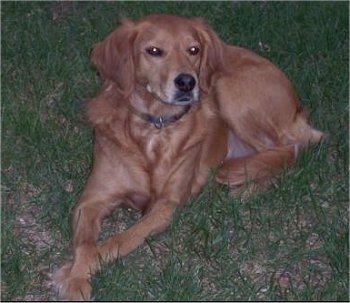 View from the front - A red Labrador/Brittany Spaniel mix is laying in grass and looking up and to the right.