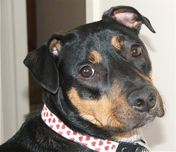 Close up side view head shot - A rose-eared, black with tan and white Jack Russell Terrier/Rottweiler mix is sitting in a room. Its collar is white with red hearts all over it. It is looking towards the camera.
