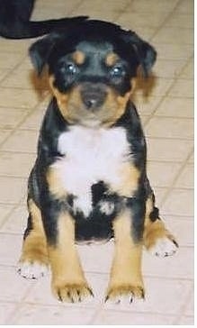 View from the front - A small, young, black with tan and white Jack Russell Terrier/Rottweiler mix puppy is sitting on a tan tiled floor and looking forward.