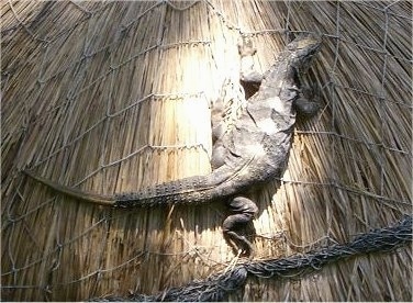 An iguana is laying in sunlight on top of a straw roof.