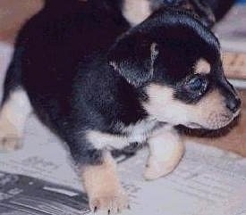Close Up - A very small black with tan and white Jack Chi puppy is walking overtop of newspapers