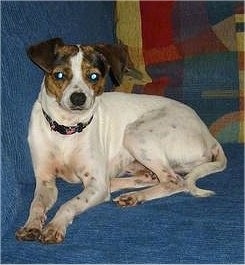 A white with brown and black Jack Chi is laying against the back of a blue couch