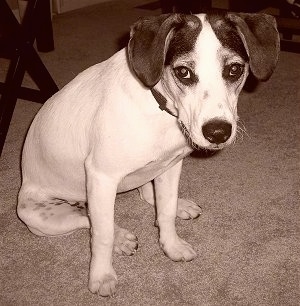 A black and white photo of a Jack-A-Bee sitting in front of a tv dinner stand