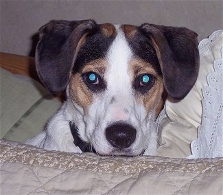 Close Up head shot - A white with black and brown Jack-A-Bee is looking over the edge of a bed